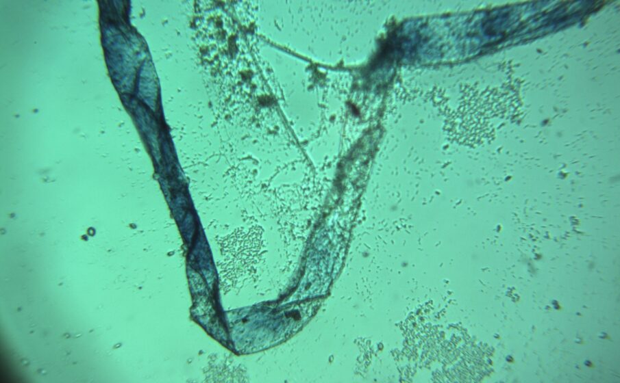 Muestra2_1_Bx40_12 Muestra2_1_Bx40_12