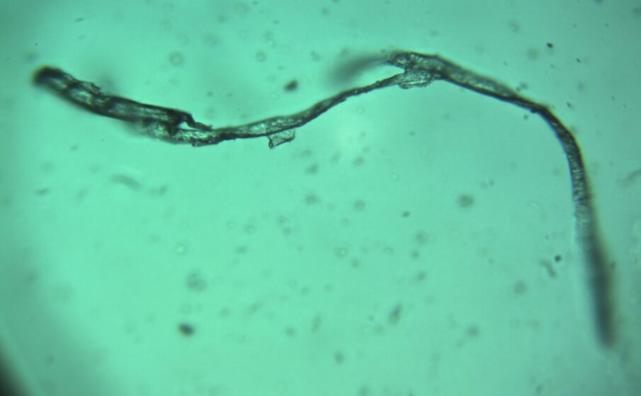 Muestra2_1_F_x40_2 Muestra2_1_F_x40_2